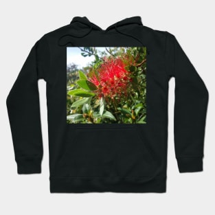 Bottlebrush Flower, photography by Immortal Peaches Hoodie